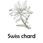 Swiss chard