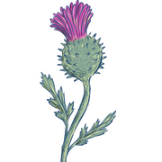 Thistle