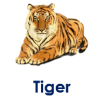 Tiger 5 Wild Animal Names