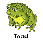 Toad wild animals names