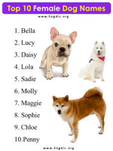 Top 10 Female Dog Names in (2023-24) - EngDic