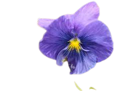 True Blue Pansy