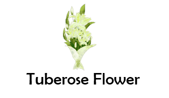 Tuberose Flower 50 Flowers names with Pictures