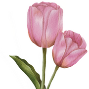 Tulip