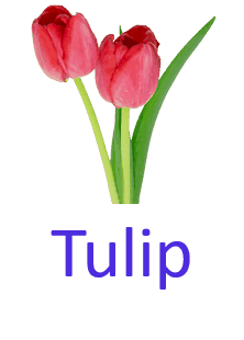 Tulip 10 Pretty Flower names with Pictures