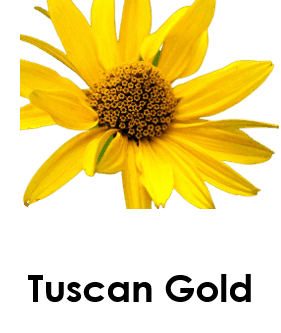 Tuscan Gold 10 Yellow Flowers names with Pictures