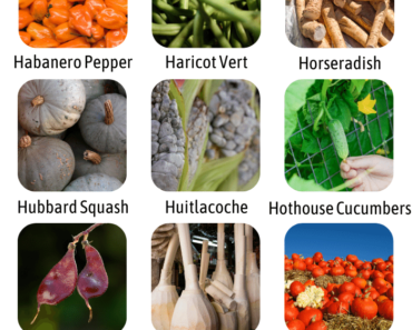 List of Vegetables That Start With H