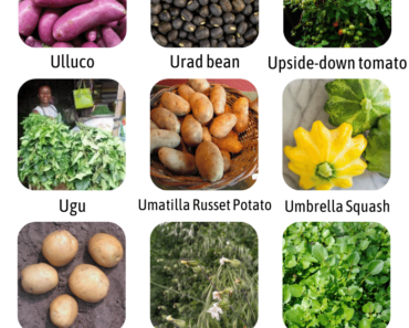 20 Vegetables That Start With U