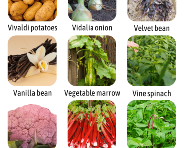 148 Vegetables That Start With V
