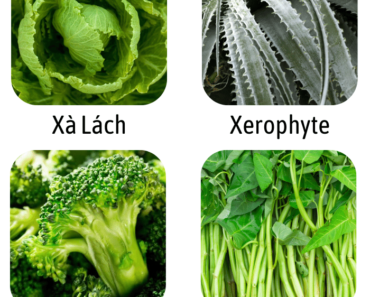 4 Vegetables That Start With X