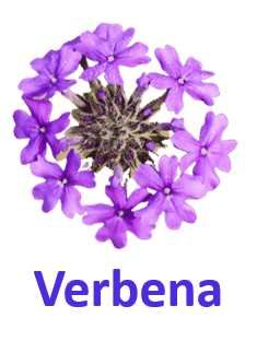 Verbena 10 Purple Flowers names with Pictures
