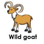 WIld goat wild animals names