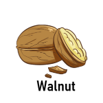 Walnut 15 Dry Fruit Names with Pictures