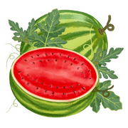 Watermelon