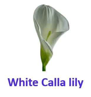 White Calla lily 10 White Flowers Names