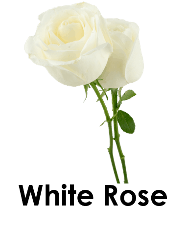White Rose 5 Bouquet Flower Names