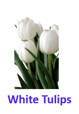 White Tulips 10 White Flowers Names