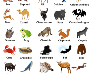 5 Wild Animals Name, Wild animal names list in English - EngDic
