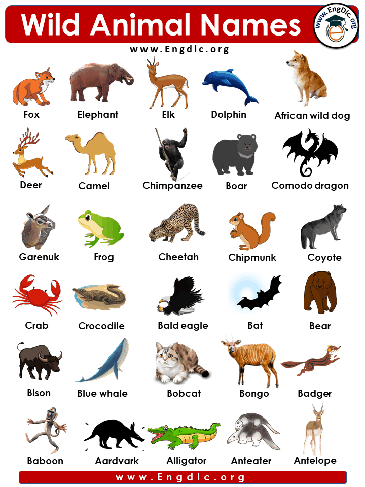86+ Wild Animals Names with Pictures - EngDic