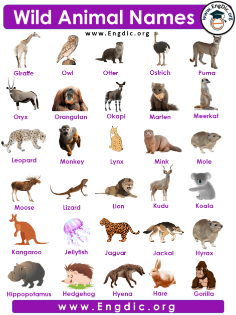 20 Wild Animals Names List With Pictures - EngDic