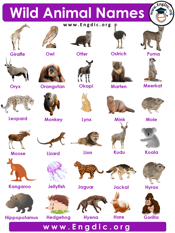 86+ Wild Animals Names with Pictures - EngDic