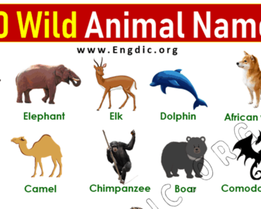 20 Wild Animals Names List With Pictures
