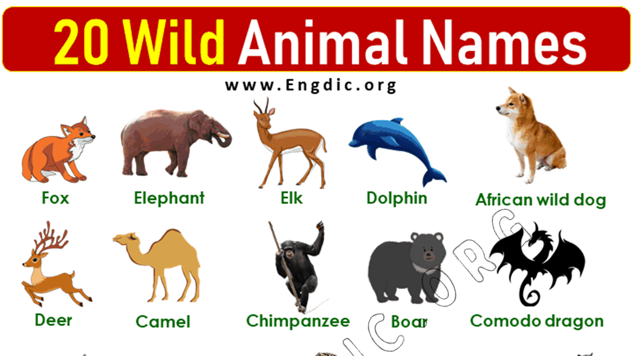 20 Wild Animals Names List With Pictures - Engdic