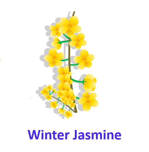 Winter Jasmine 5 Winter Flowers Names