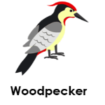 Woodpecker wild animals names