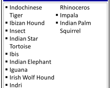 Animal Names That Starts with I