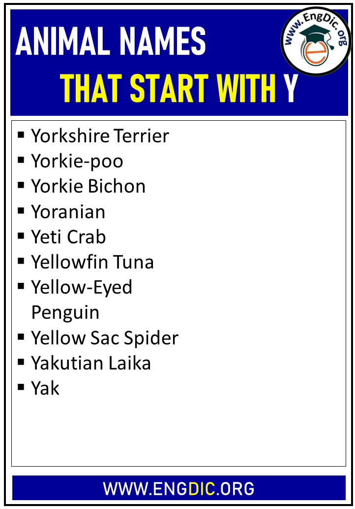 animal names that start with y