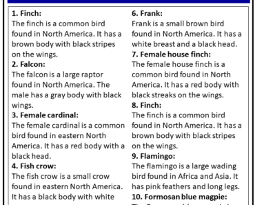 100+ Birds Names that Start With F