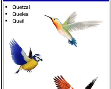 Birds That Start With Q