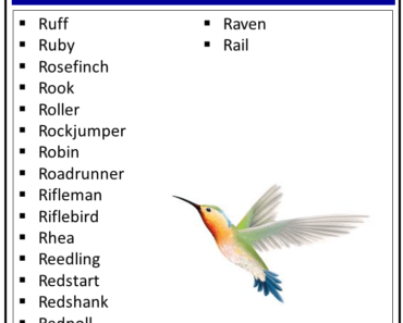 Birds That Start With R