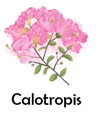 calotropis 50 Flowers names with Pictures