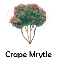 crape mrytle 50 Flowers names with Pictures