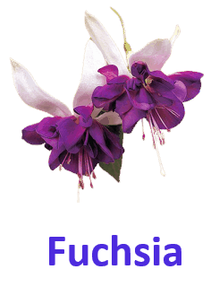 fuchsia 10 Purple Flowers names with Pictures