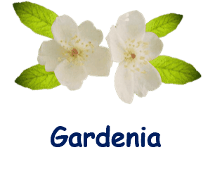 gardenia 20 flowers names