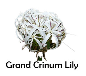 grand crinum lily 50 Flowers names with Pictures