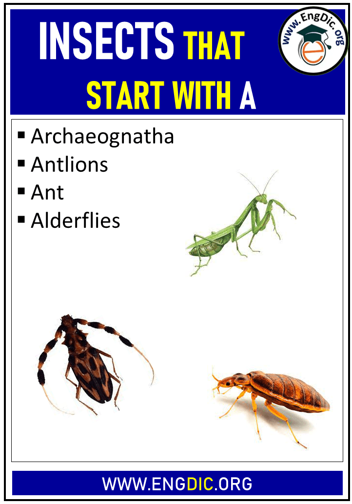 insects that start with a
