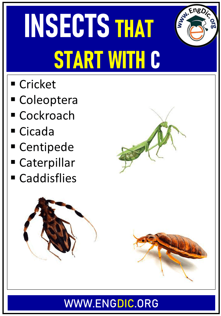 Insects That Start With The Letter 'C' - EngDic
