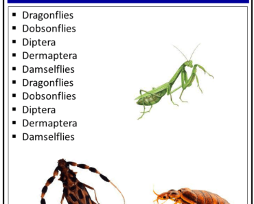 Insects That Start With The Letter ‘D’