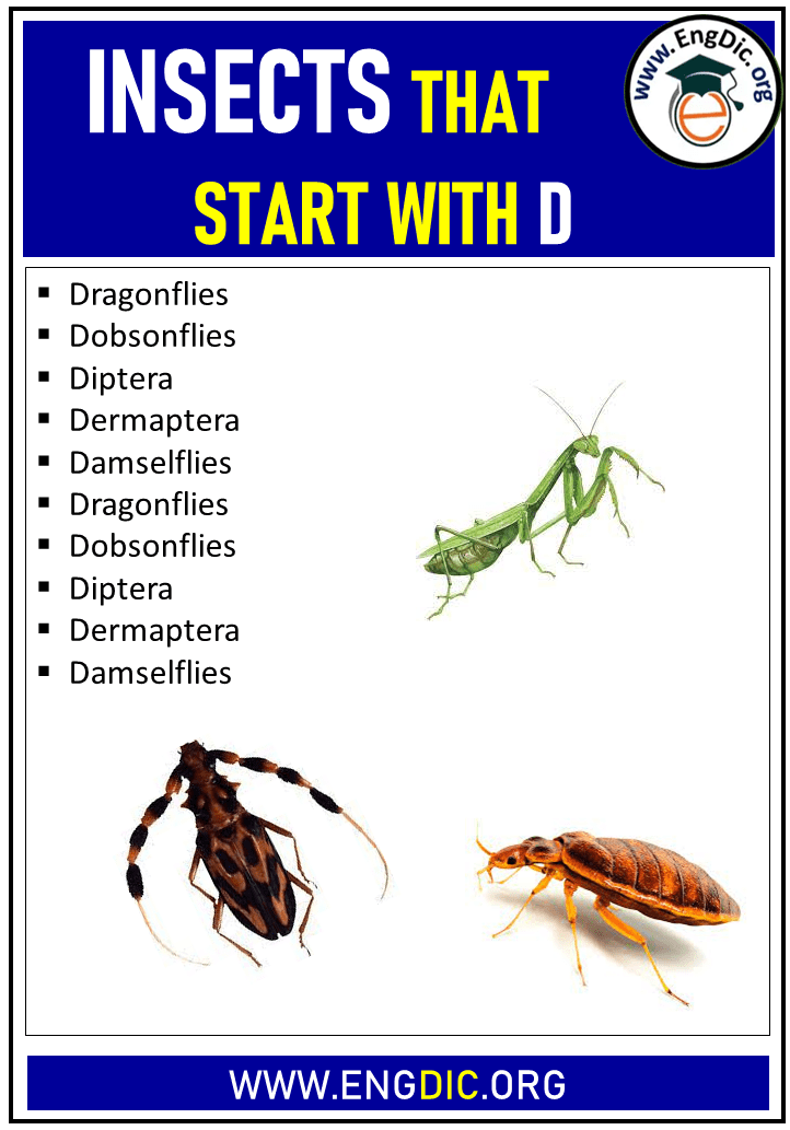 insects that start with d