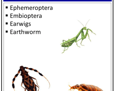 Insects That Start With The Letter ‘E’