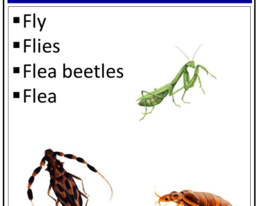Insects That Start With The Letter ‘F’