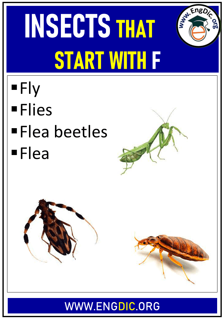 insects that start with f