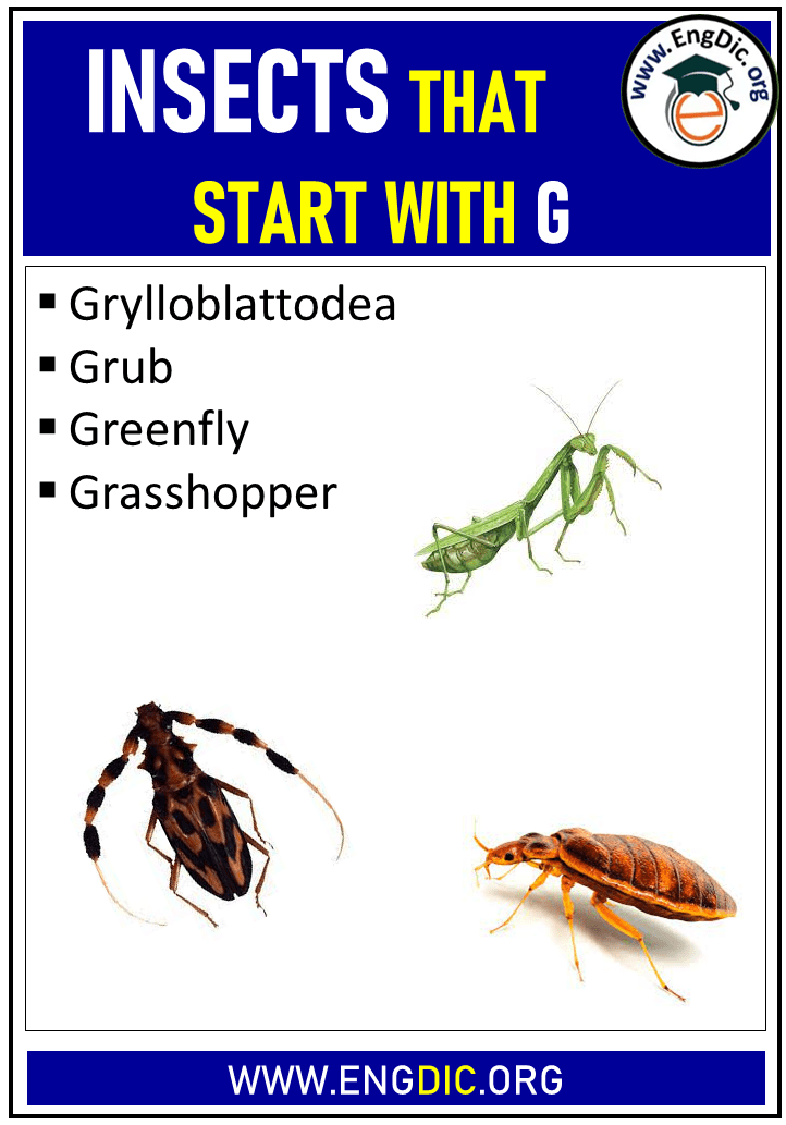 insects that start with g