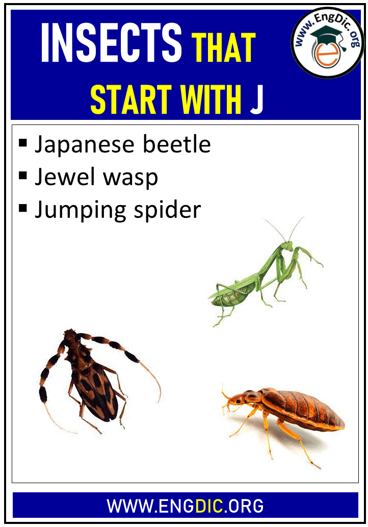 insects that start with j