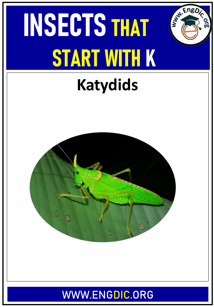 insects that start with k