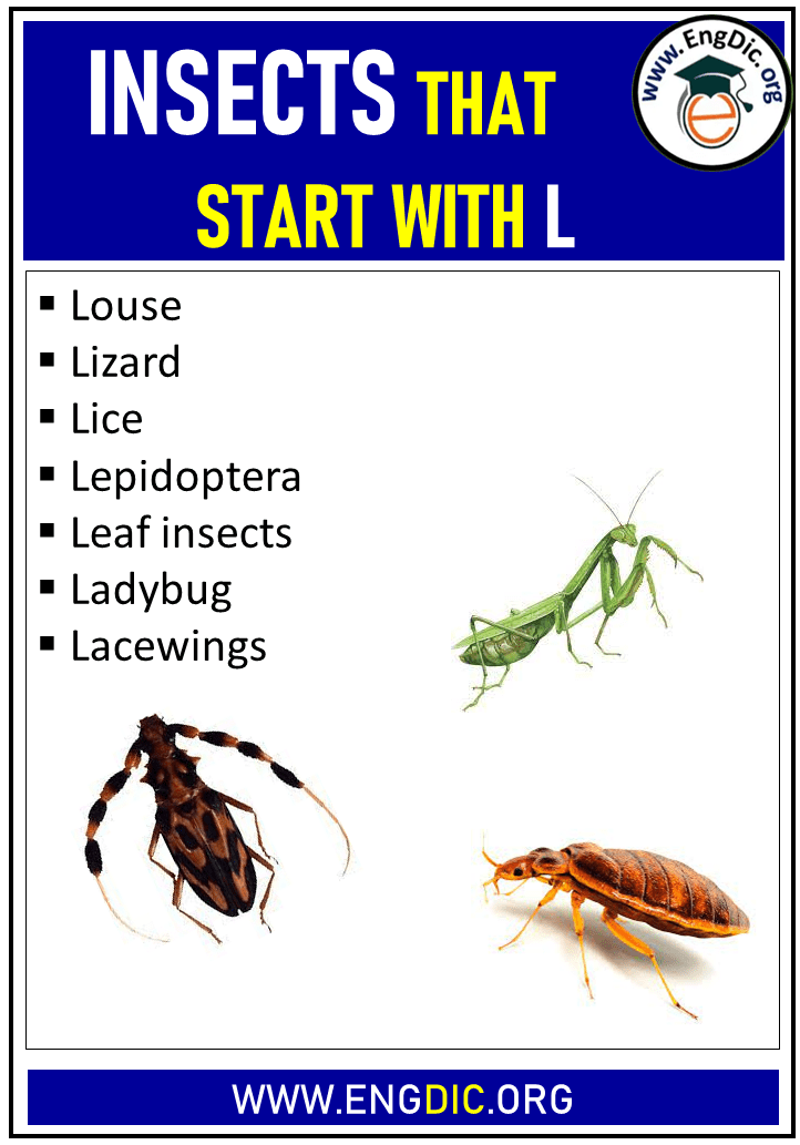 insects that start with l